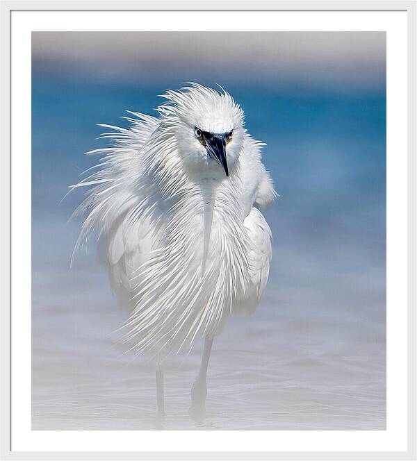 Elegant White Egret in Water - Framed Print
