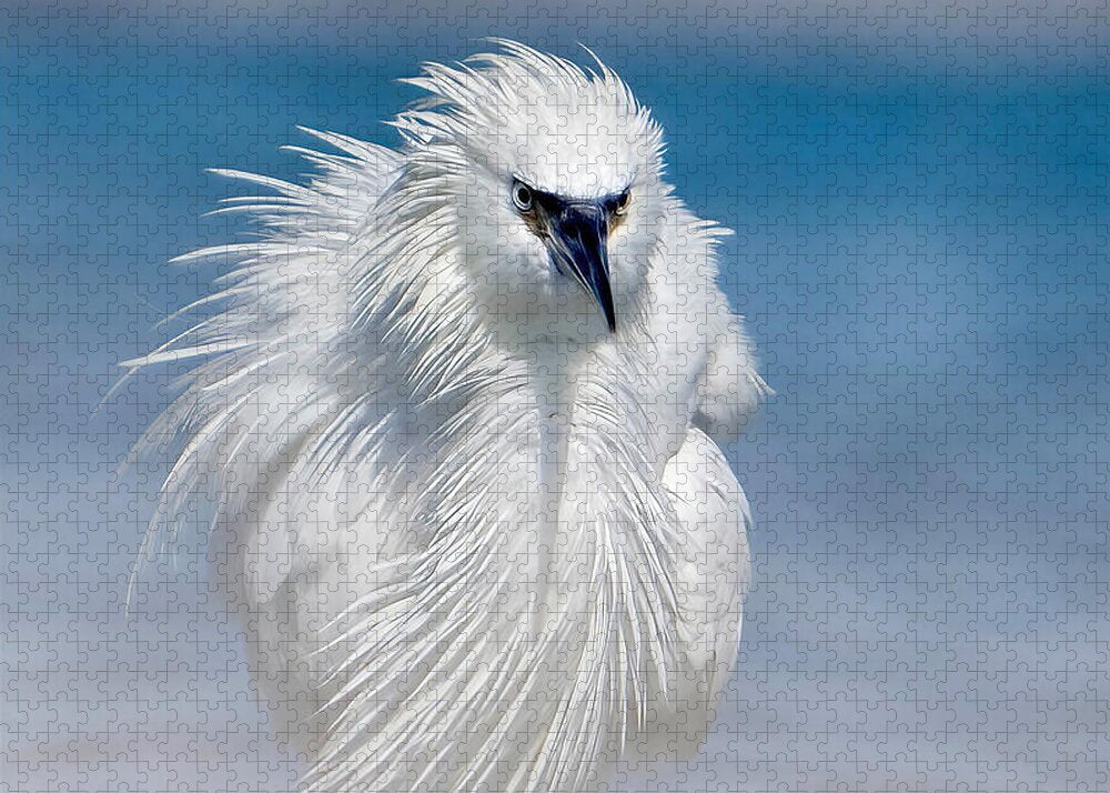 Elegant White Egret in Water - Puzzle