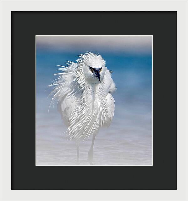 Elegant White Egret in Water - Framed Print