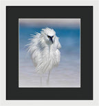 Elegant White Egret in Water - Framed Print
