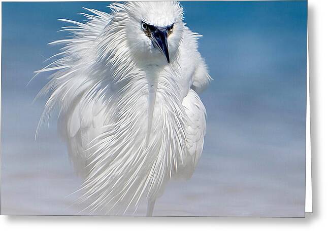 Elegant White Egret in Water - Greeting Card