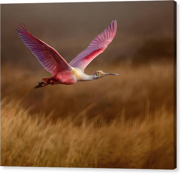 Golden Dream - Canvas Print