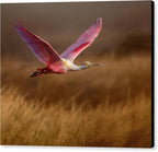Golden Dream - Canvas Print
