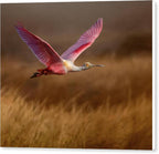 Golden Dream - Canvas Print
