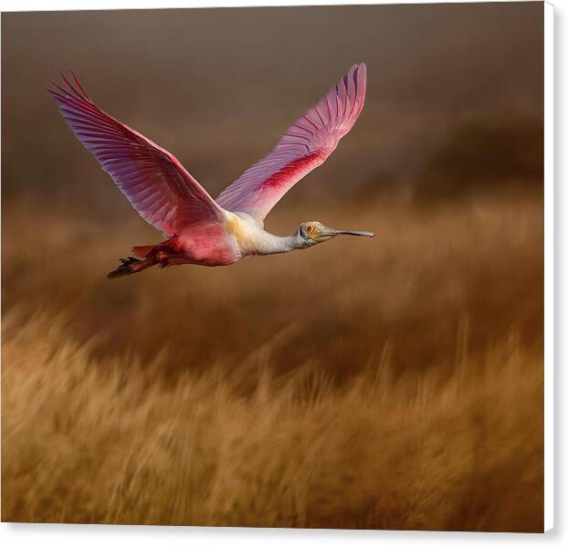 Golden Dream - Canvas Print