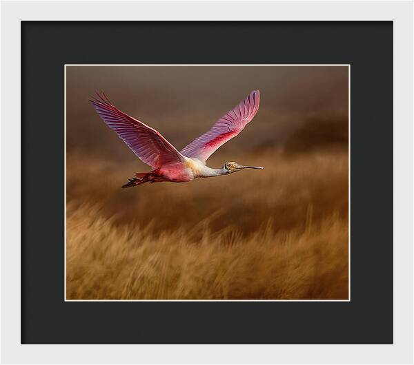 Golden Dream - Framed Print