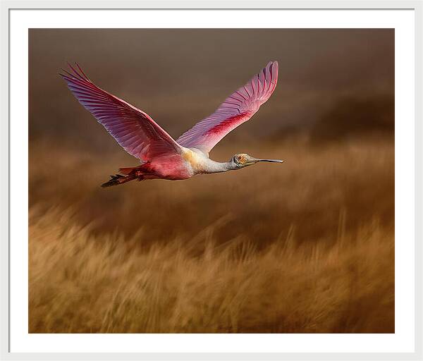 Golden Dream - Framed Print