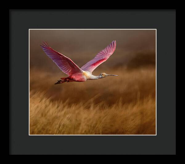 Golden Dream - Framed Print