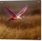 Golden Dream - Acrylic Print