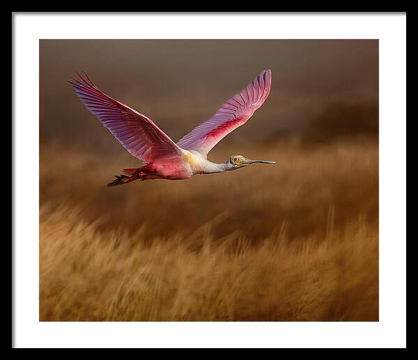 Golden Dream - Framed Print