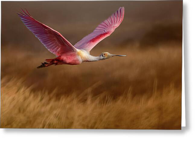 Golden Dream - Greeting Card