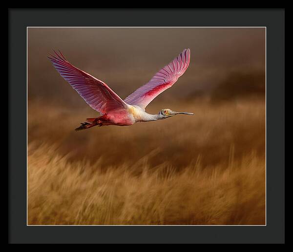 Golden Dream - Framed Print