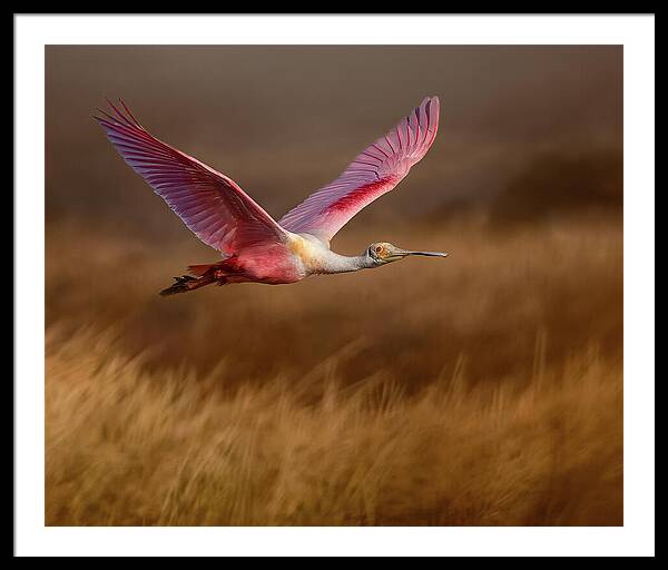 Golden Dream - Framed Print