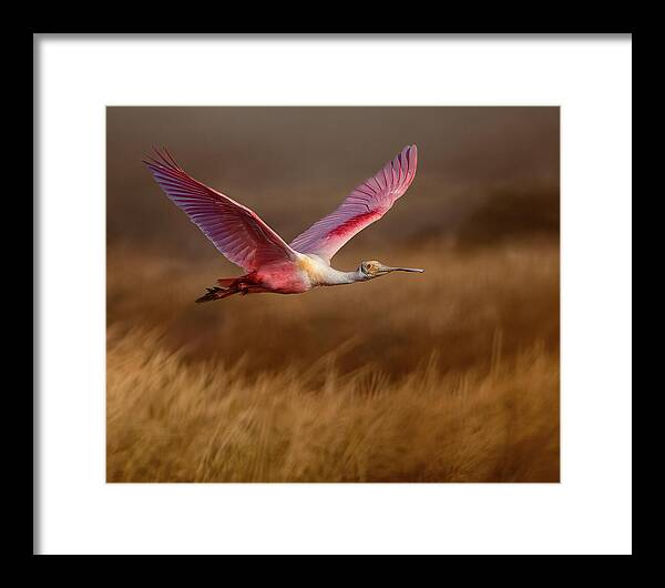 Golden Dream - Framed Print
