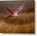 Golden Dream - Metal Print