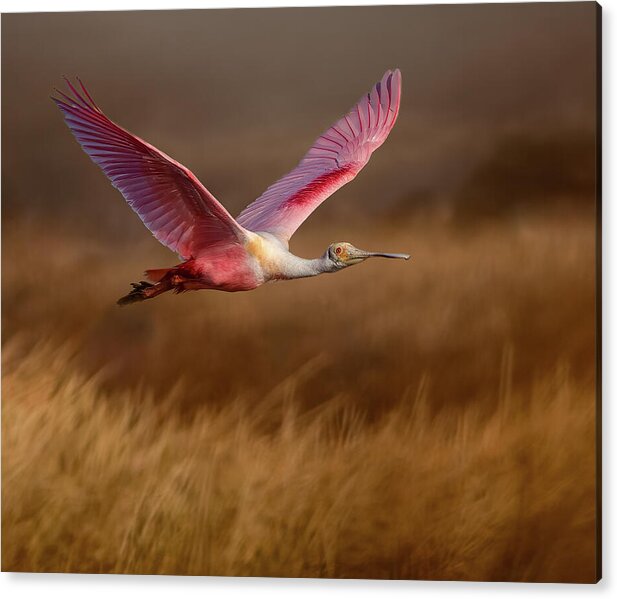Golden Dream - Acrylic Print
