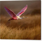 Golden Dream - Acrylic Print