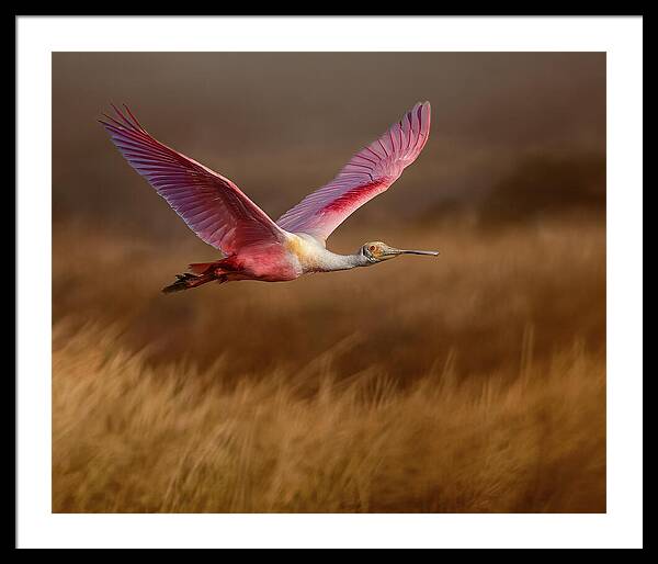 Golden Dream - Framed Print