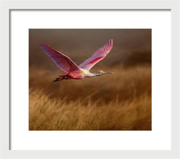 Golden Dream - Framed Print