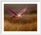 Golden Dream - Framed Print