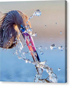 Heron Catching Its Prey in Motion - Canvas Print