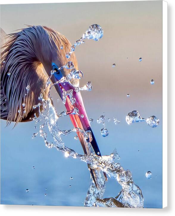 Heron Catching Its Prey in Motion - Canvas Print