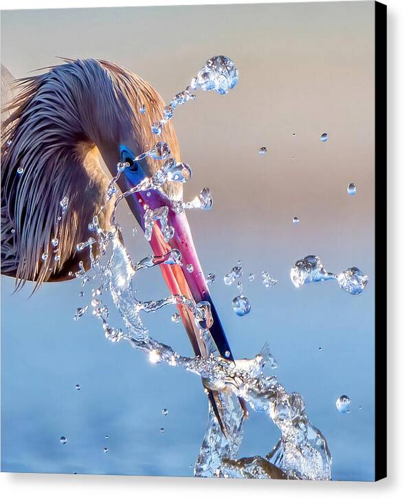 Heron Catching Its Prey in Motion - Canvas Print