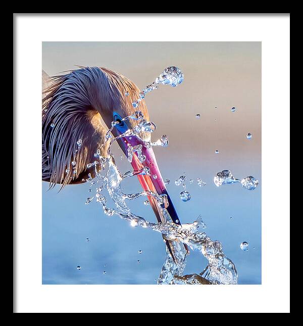 Heron Catching Its Prey in Motion - Framed Print