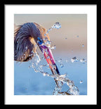 Heron Catching Its Prey in Motion - Framed Print