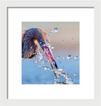 Heron Catching Its Prey in Motion - Framed Print