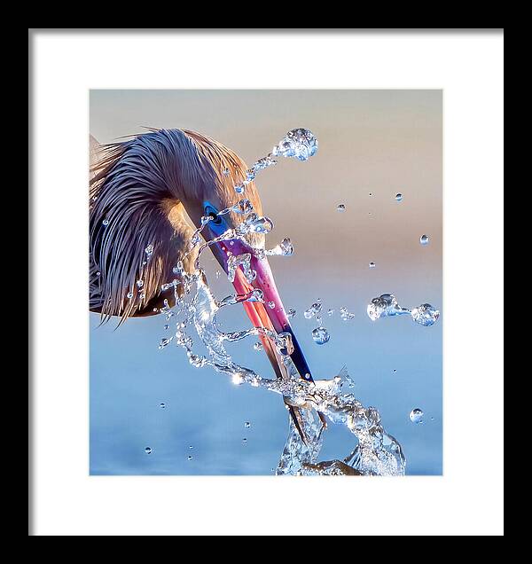 Heron Catching Its Prey in Motion - Framed Print