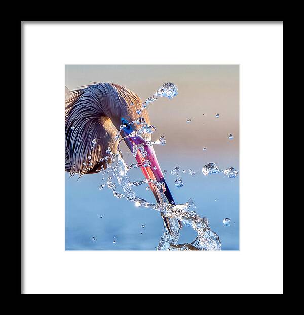 Heron Catching Its Prey in Motion - Framed Print