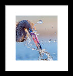 Heron Catching Its Prey in Motion - Framed Print