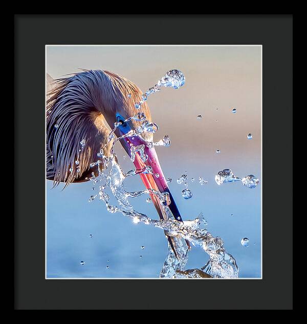 Heron Catching Its Prey in Motion - Framed Print