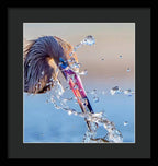 Heron Catching Its Prey in Motion - Framed Print