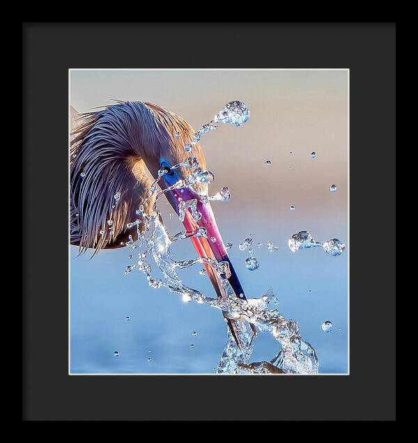 Heron Catching Its Prey in Motion - Framed Print