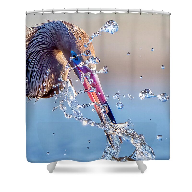 Heron Catching Its Prey in Motion - Shower Curtain
