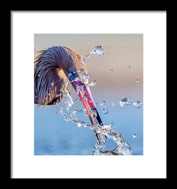Heron Catching Its Prey in Motion - Framed Print