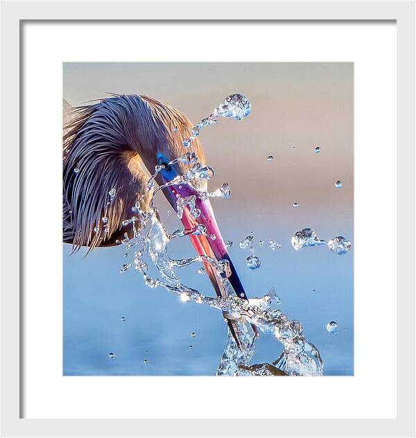 Heron Catching Its Prey in Motion - Framed Print