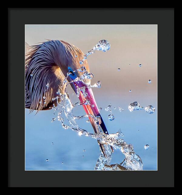 Heron Catching Its Prey in Motion - Framed Print