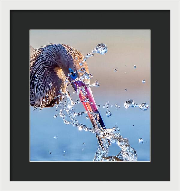 Heron Catching Its Prey in Motion - Framed Print