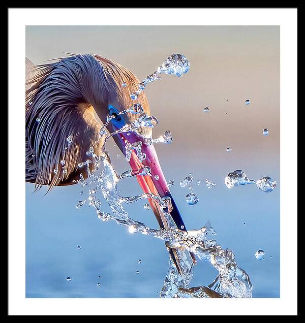 Heron Catching Its Prey in Motion - Framed Print