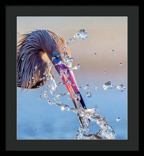 Heron Catching Its Prey in Motion - Framed Print