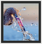 Heron Catching Its Prey in Motion - Framed Print