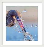 Heron Catching Its Prey in Motion - Framed Print
