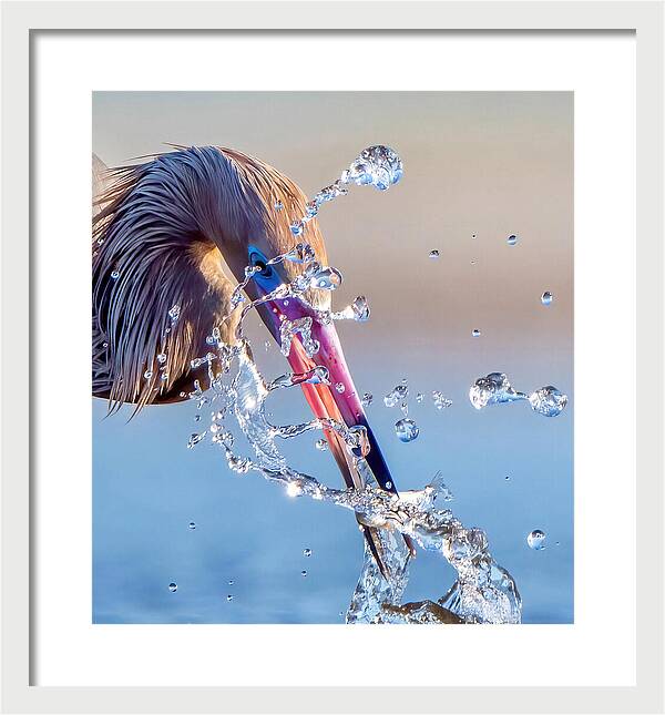 Heron Catching Its Prey in Motion - Framed Print