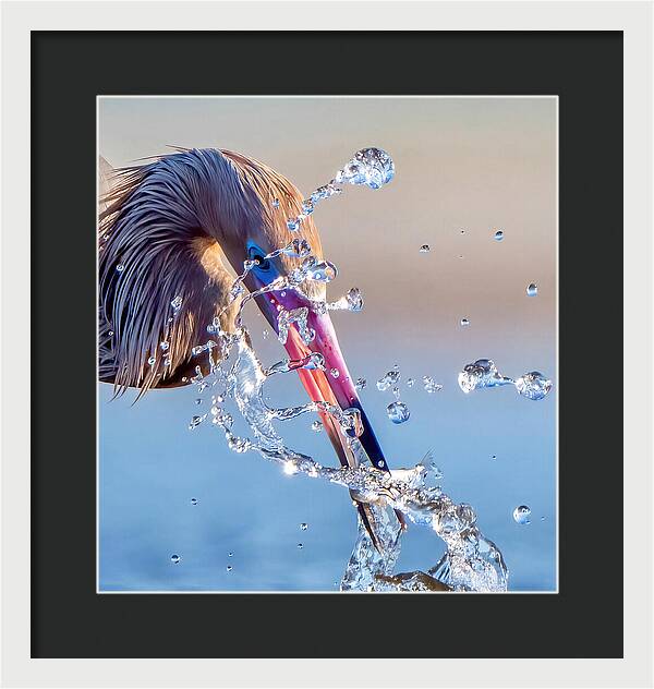 Heron Catching Its Prey in Motion - Framed Print