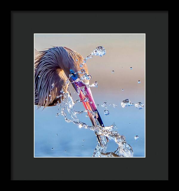 Heron Catching Its Prey in Motion - Framed Print
