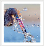 Heron Catching Its Prey in Motion - Framed Print