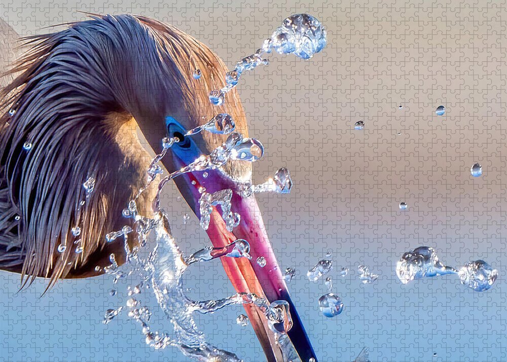 Heron Catching Its Prey in Motion - Puzzle